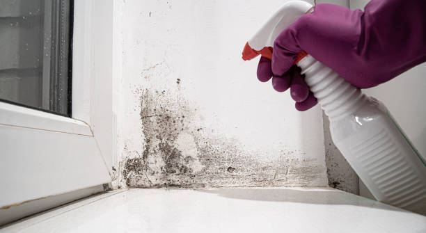 Best Ceiling water damage repair  in USA